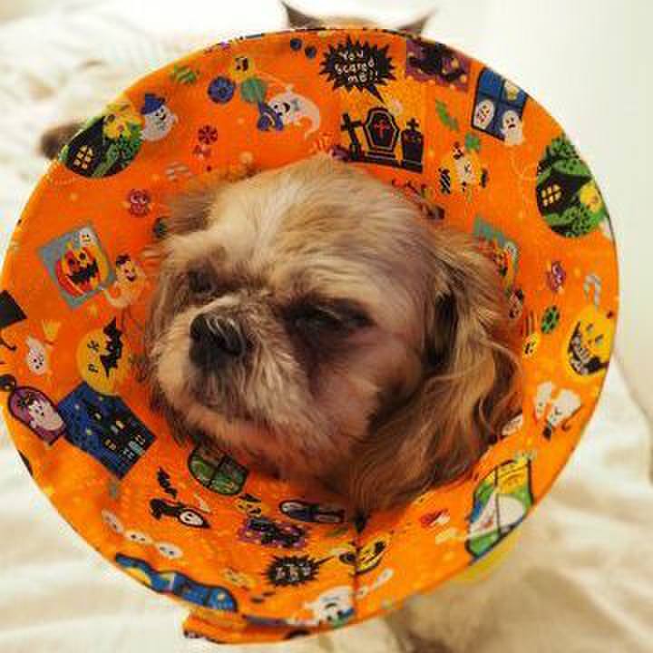 6cc0d80d 7937 499e a84c 7600b3d4c2fb 1563456497461