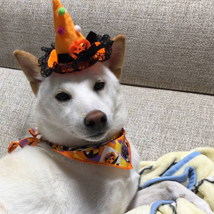 6cc158b9 974d 4c20 93eb 6a4e1151199a 1508319663395