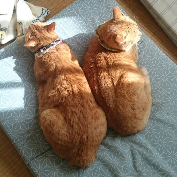 6cc26374 2496 477f 883d 98a0b15dc627 1510463314012