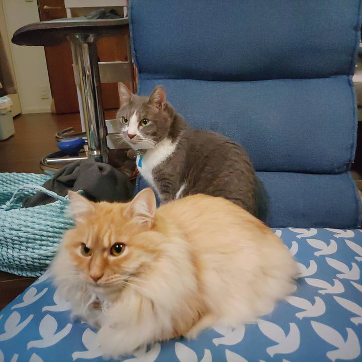 6cc305ab 330a 488c 9f6c cb525567e8f5 1711202279713