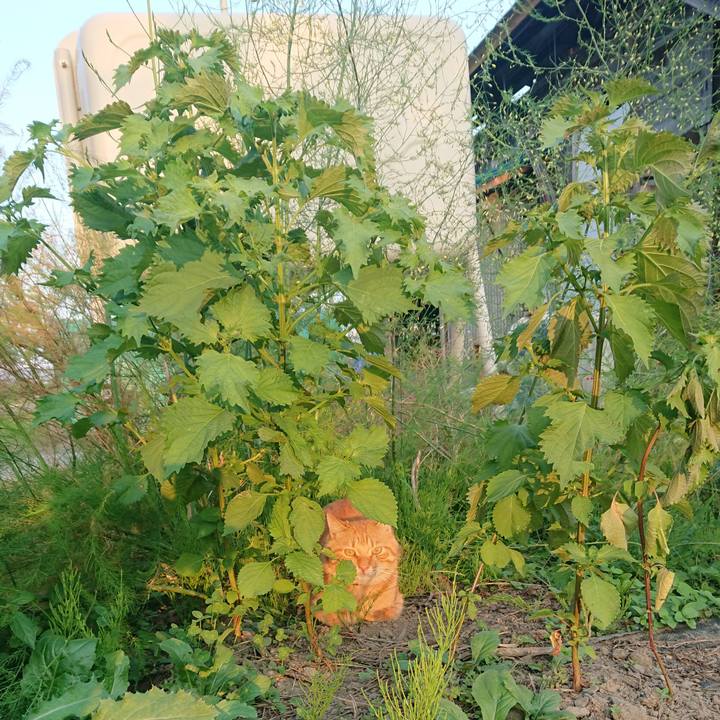 6cc3c68d 564a 4902 b44e b62386774c89 1663317342334