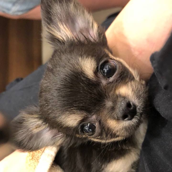 6cc41147 0fc2 46e7 a442 b1eb8112d1c8 1542603287591