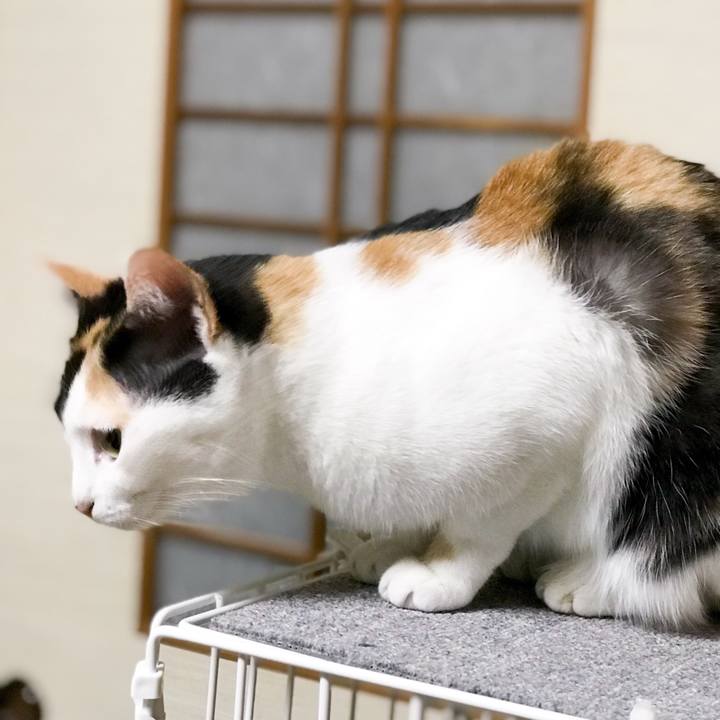 6cc617f3 2bee 45fa 86d7 20012a62cbb2 1511494555432