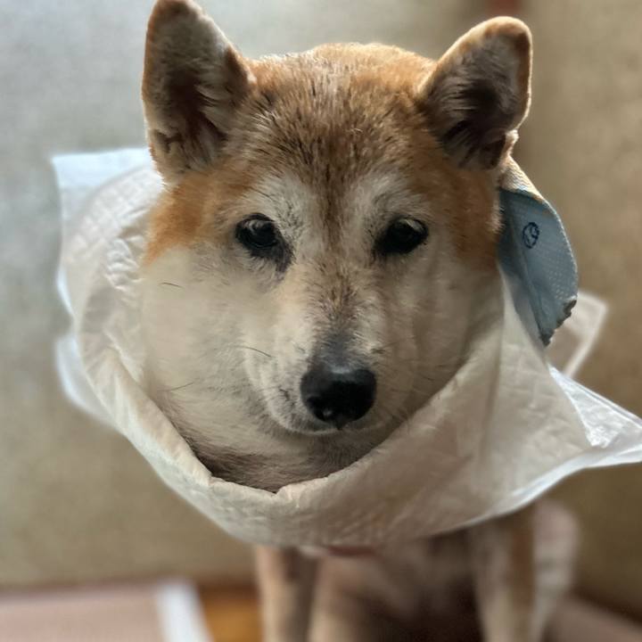 6ccabca4 17cb 4f04 a75f 190ff5d53f89 1762490431307