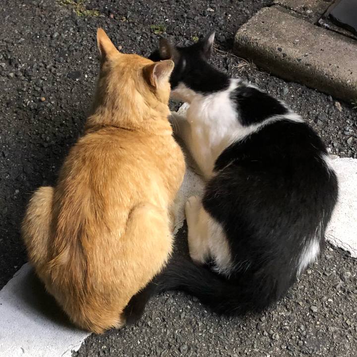 6ccb018c 3074 48db 8d92 deceb8171643 1593610445519