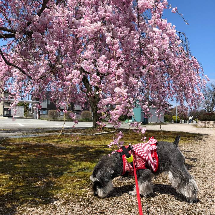 6cced52f 72fb 4596 ad45 d4a3e5edcd29 1586608219699