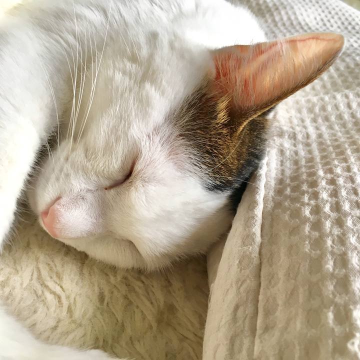 6cd0fbba d14c 4341 89d4 ccdd77df2f35 1538787716479