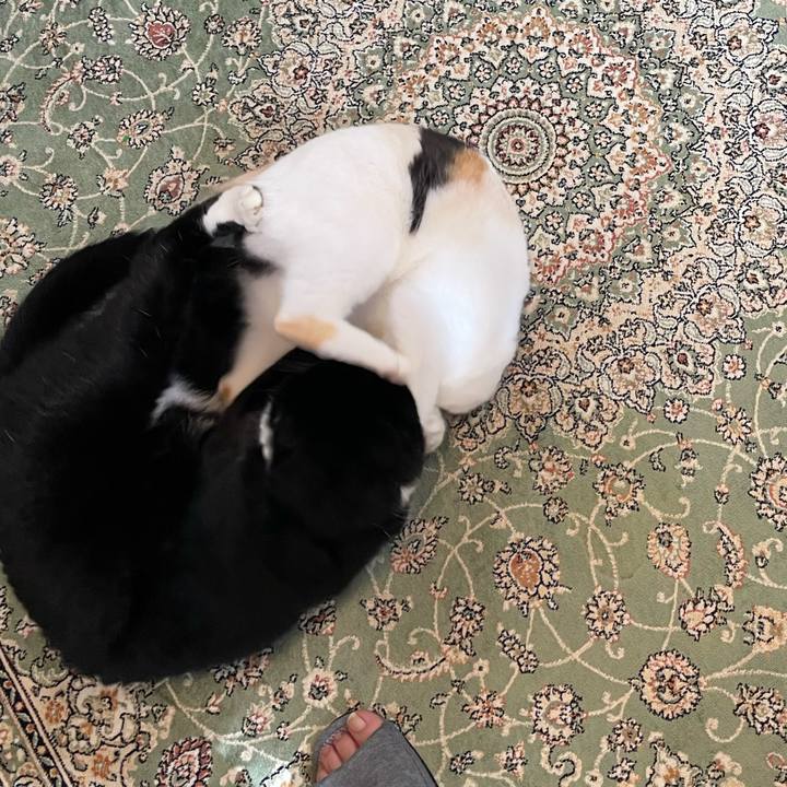 6cd24819 d2e5 47f9 8dc1 08af7e0fa827 1754090548301