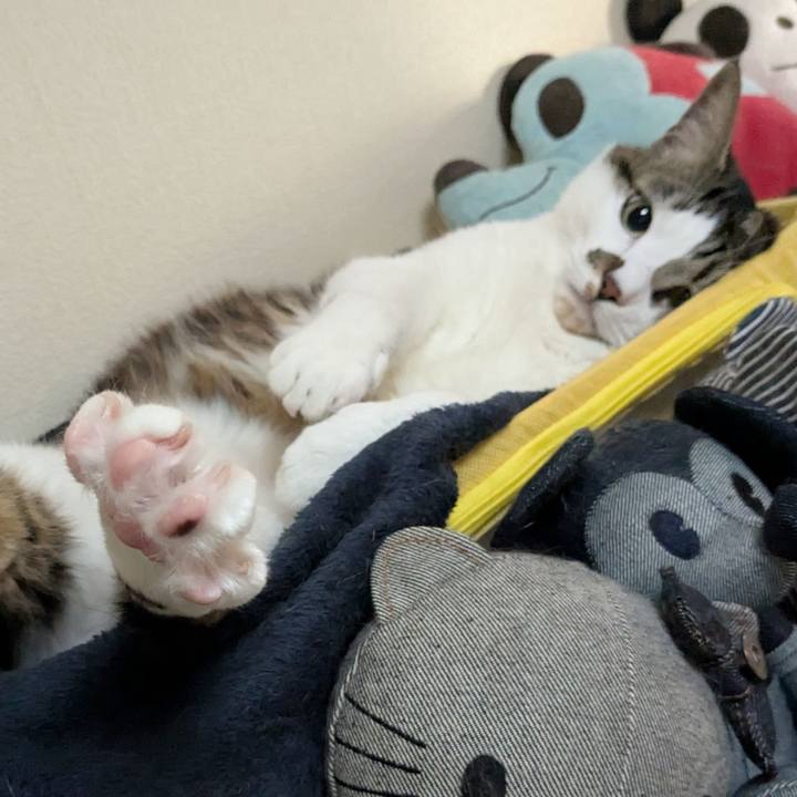 6cd2a3aa 5465 4fda ae0f 945e06f33645 1741996005556