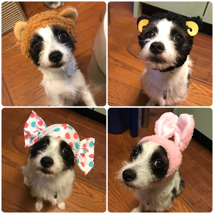 6cd4cce6 f4be 4574 ba17 3ad7e082673d 1529826467155