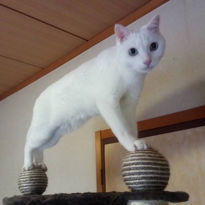 6cd6cfa8 8d03 4cf0 917c 538f700692f5 1535937396360