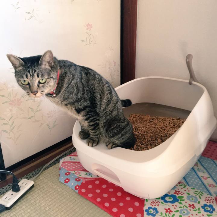 6cd82726 7b1a 41b9 bffd b57338f3dda3 1509412074044