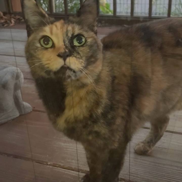 6cd856e6 eb5f 42a3 9eff 90d29584bb26 1763031633356