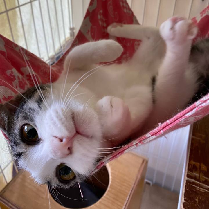 6cd8bbd0 b713 4afa b653 5927116dd2ad 1761978799790