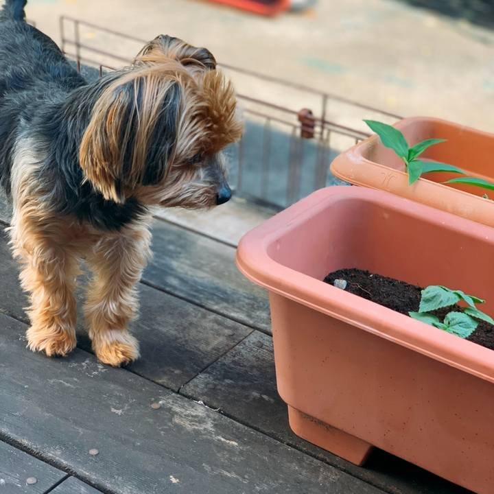 6cd9d3d7 c247 4a09 98b5 854328762234 1590550002744