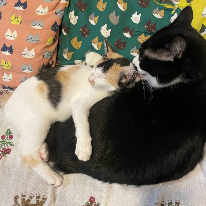 6cdd3a63 c0cc 4cdd b0d7 817f461391aa 1665315744640