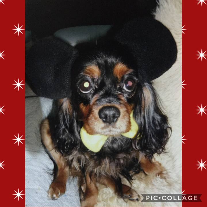 6cddf2e2 4956 4875 b2dc bb324a5e781c 1544358308036