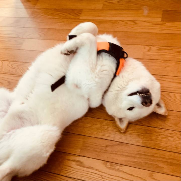 6cde8ca9 c617 4c52 a7e2 f8c4035c7124 1649801180990