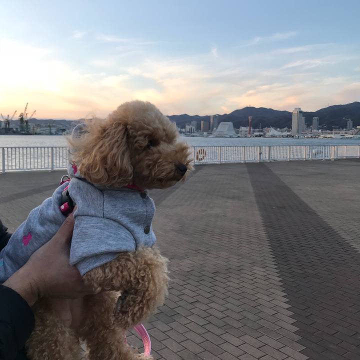 6ce0b7e5 7b36 46f1 8ffc b148bdf106a6 1514622982137