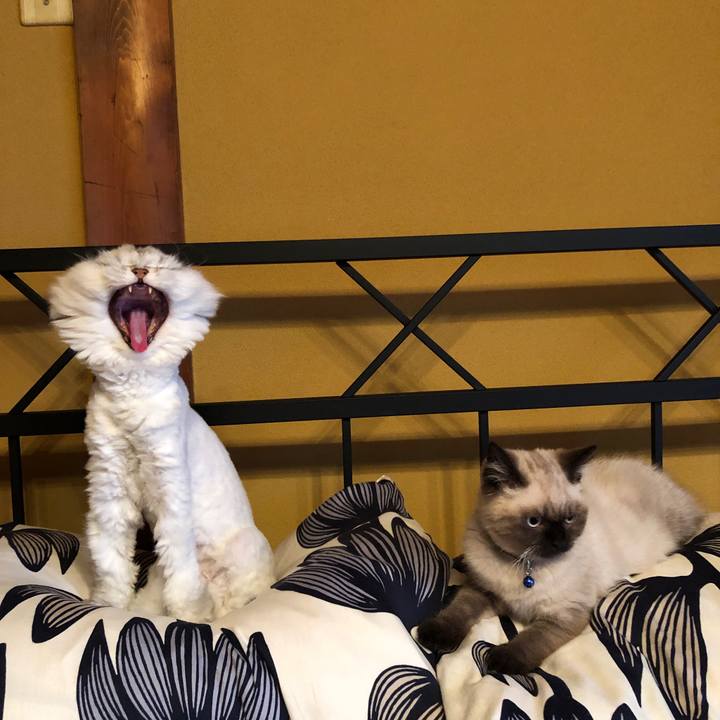 6ce46633 7205 4144 9152 f25e7433b6cd 1589328344856