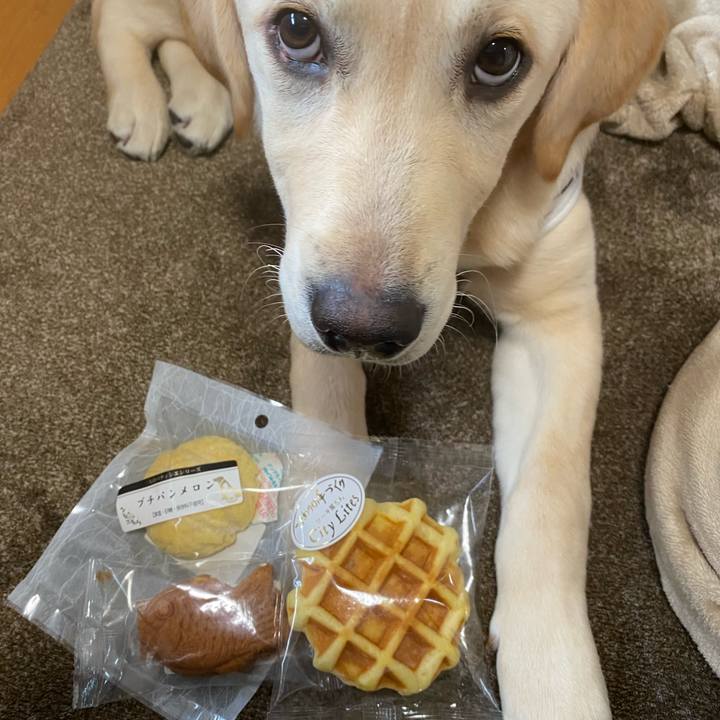 6ce484b8 0a9b 4ea6 b5e2 25579bef112a 1617435443595