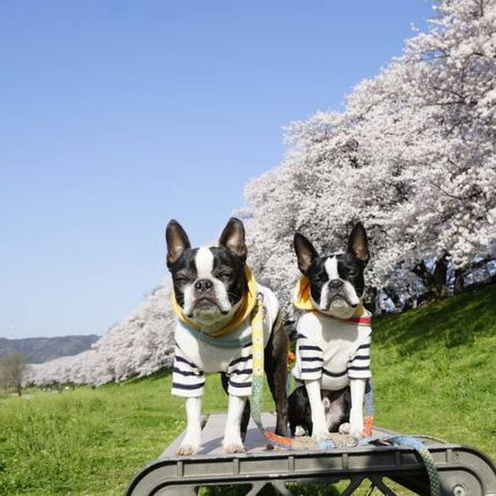 6ce8bb48 bad8 427c 8857 f23c6c51d74c 1522400098127