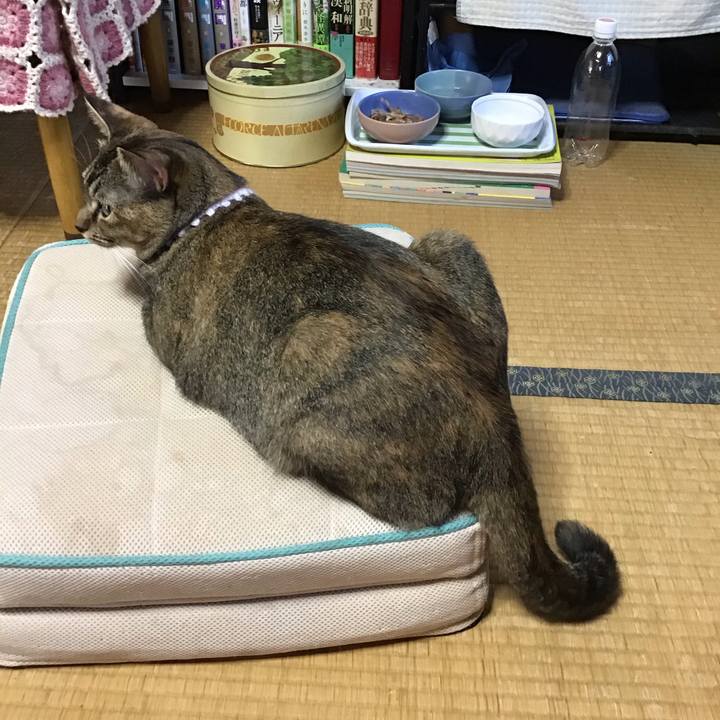 6ce9886b 92ae 4764 bc94 4a21e85860bd 1597134834501