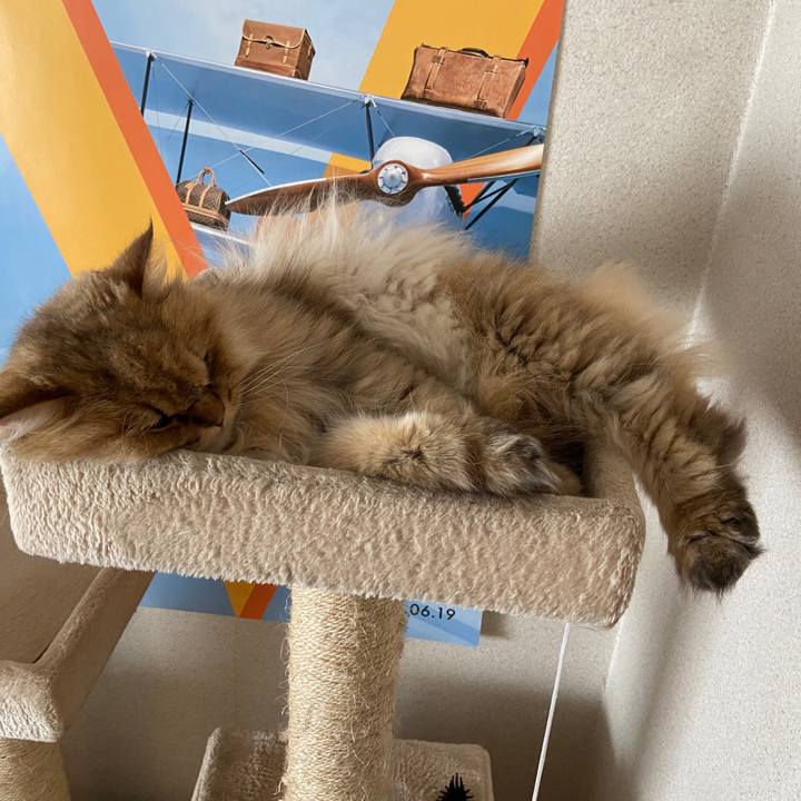 6ce9d661 87e8 4289 87f7 a0b34343f27c 1596588038728