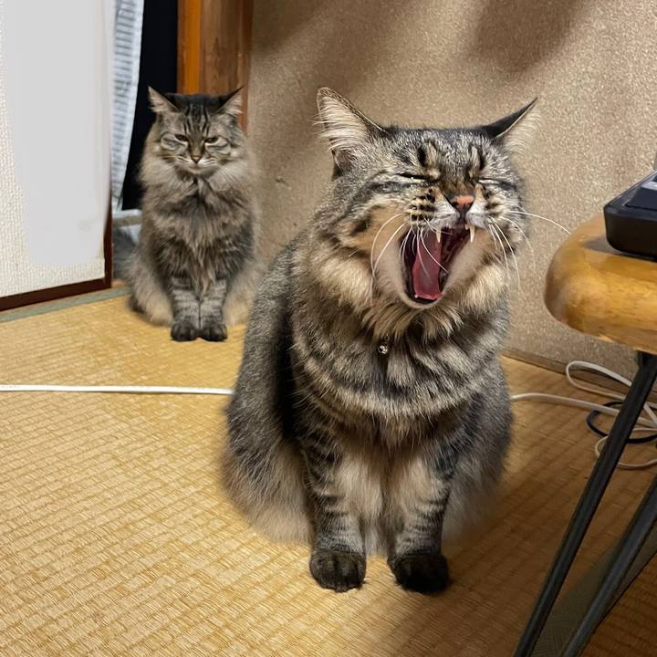 6cecc2b0 52f3 433a 949e f14fe12a6415 1729868893322