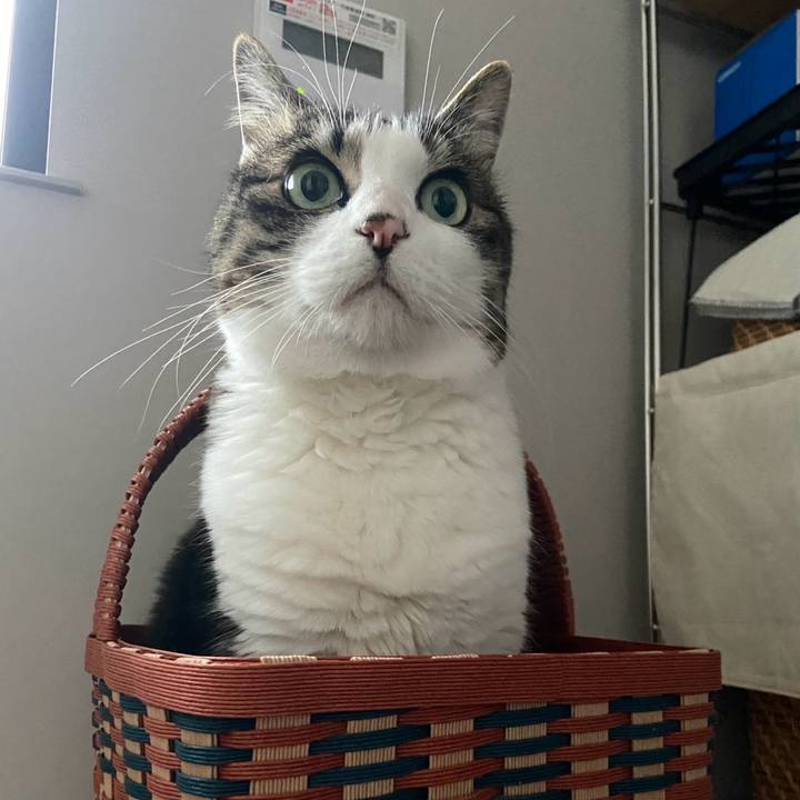 6cf0c166 4006 42f3 b02a 0c16974d8e42 1749192158022