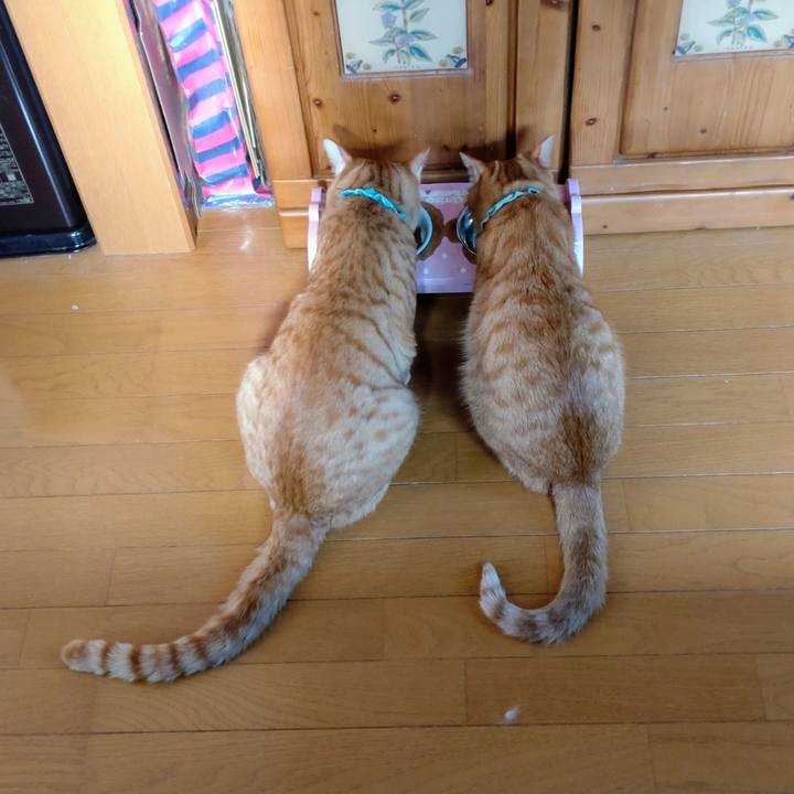 6cf19ed6 e3c6 4670 90f0 4cbe815e4364 1749095888985