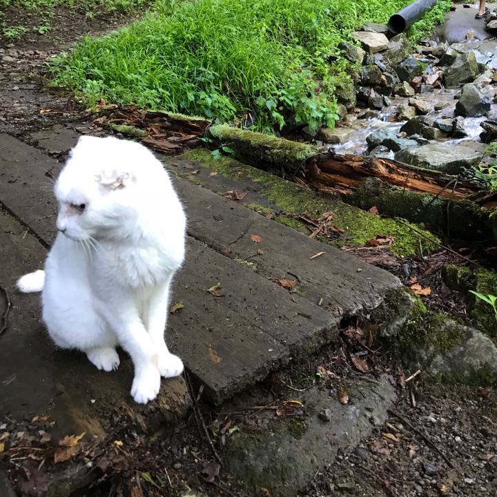 6cf1afa0 1716 436a acff 3ce3f1db6dbe 1533989639103