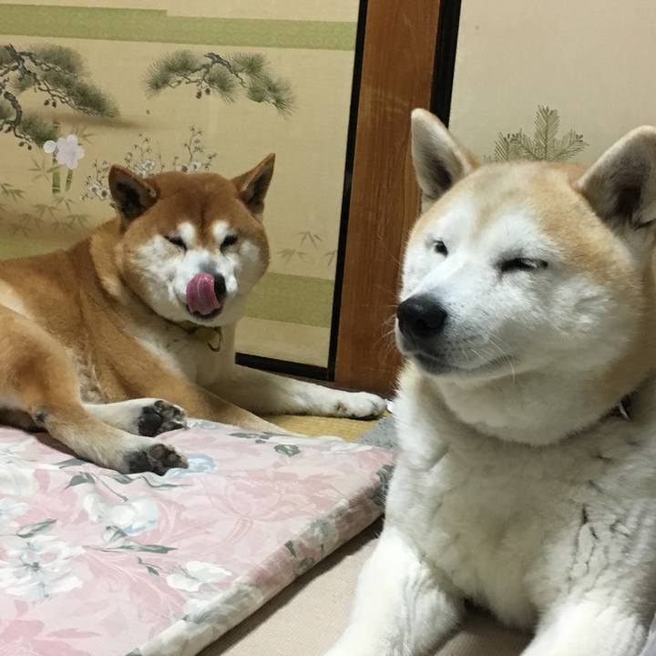 6cf21d31 a4e6 4227 ba5a 9ede46020c2b 1523700156045