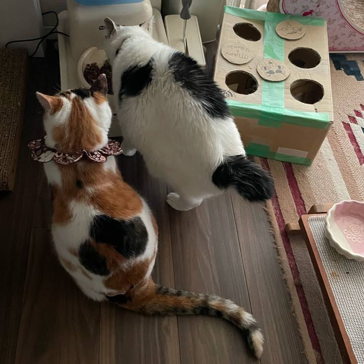 6cf4ce55 5f16 427f 9622 c8d67b5fcd65 1763985351613