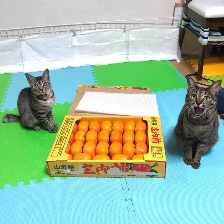 6cf63f85 62eb 44ab a3d5 3977c1e9dbcd 1541598275572