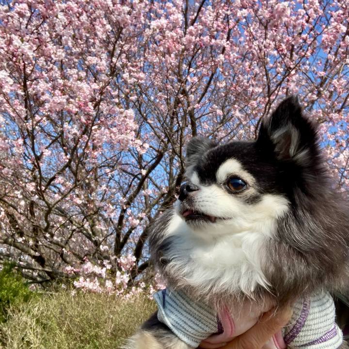 6cf73fb6 87c4 440f a53b 23656496a5c0 1774877492243