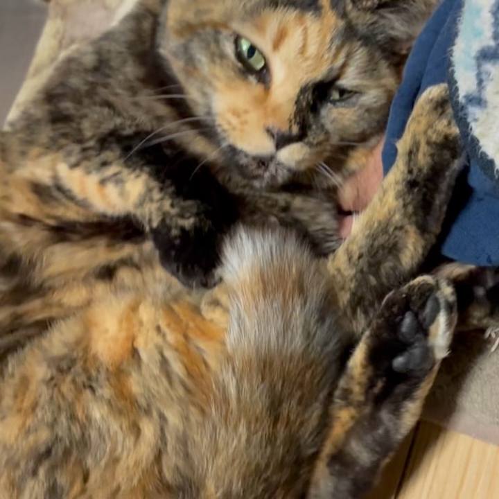 6cf793b8 f154 43bf b6d7 ad2d38408d90 1771533152117