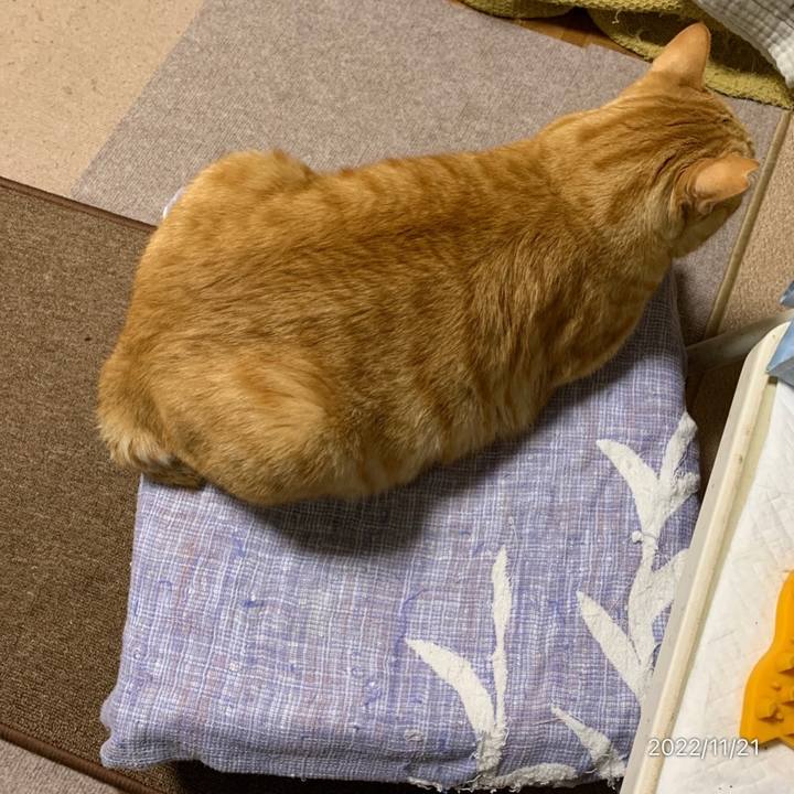 6cf7d882 37d9 4afc b00a 0191320fc02e 1669033864003