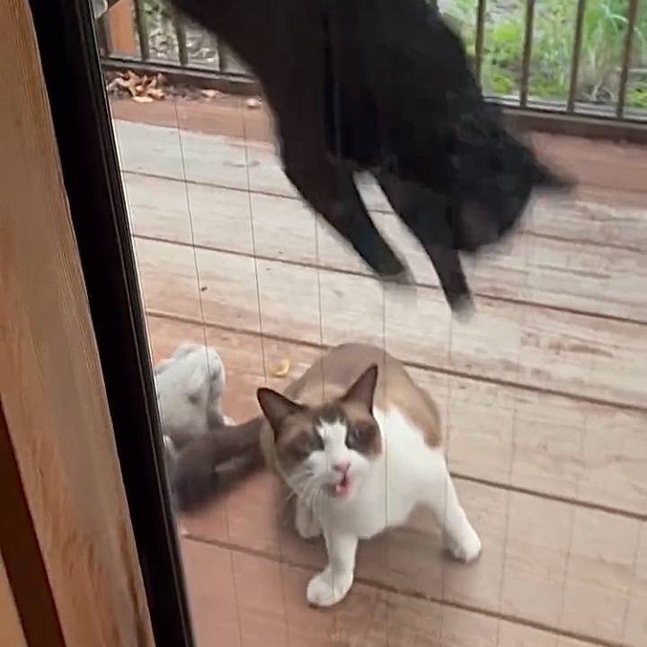 6cf98aab a752 433e a002 a372ef2039af 1755780346356