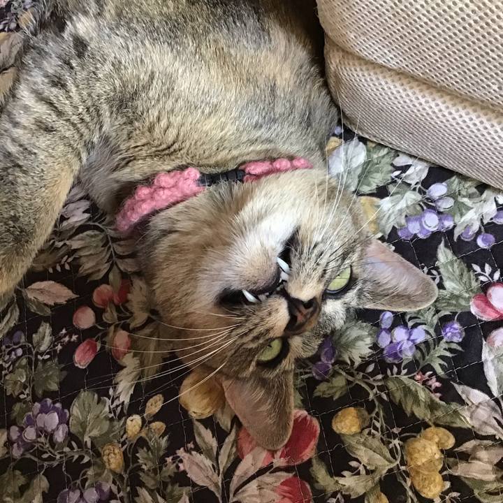 6cfb69d0 d8ea 430d bbe3 a2949821e8a2 1592609341761