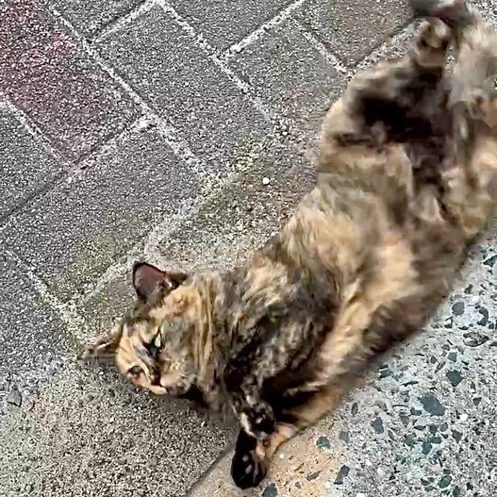 6cfe0951 3738 49f7 9fe4 cd09c715fe83 1756987358518