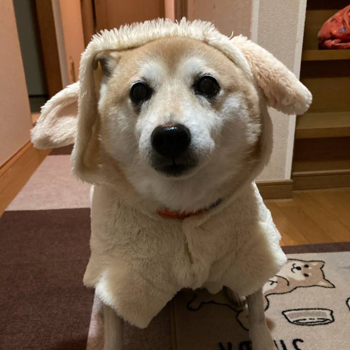 6cfe996d 2ace 4fc6 8ba0 55a72b076647 1639916431644