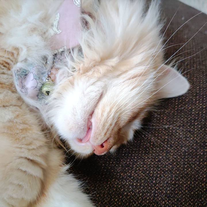 6cff7f36 2d0f 4458 9a20 bdac2a0fb46d 1720577379593