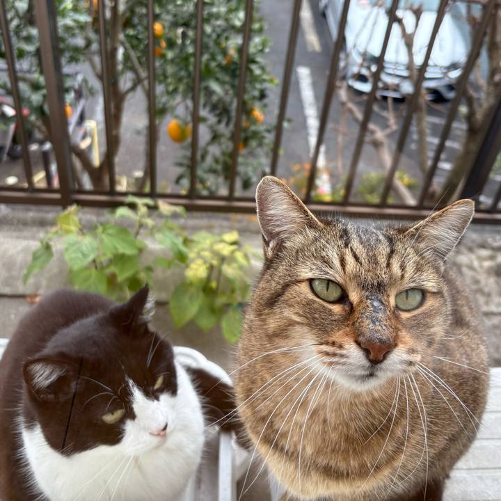 6d005859 24b1 407f b863 827ad0b24226 1766234124475