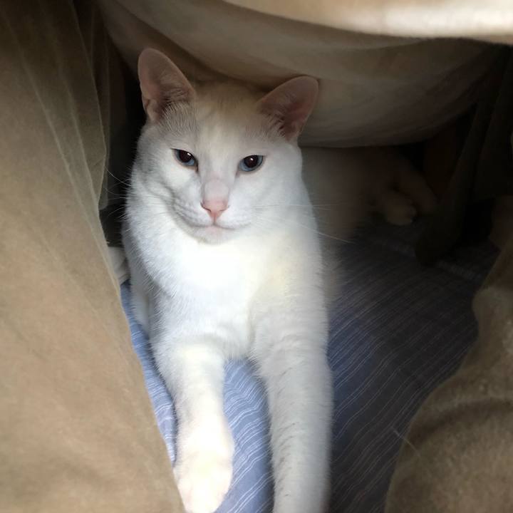 6d03fb5a c9ee 46e4 9eaf 811de870eefd 1511566776558