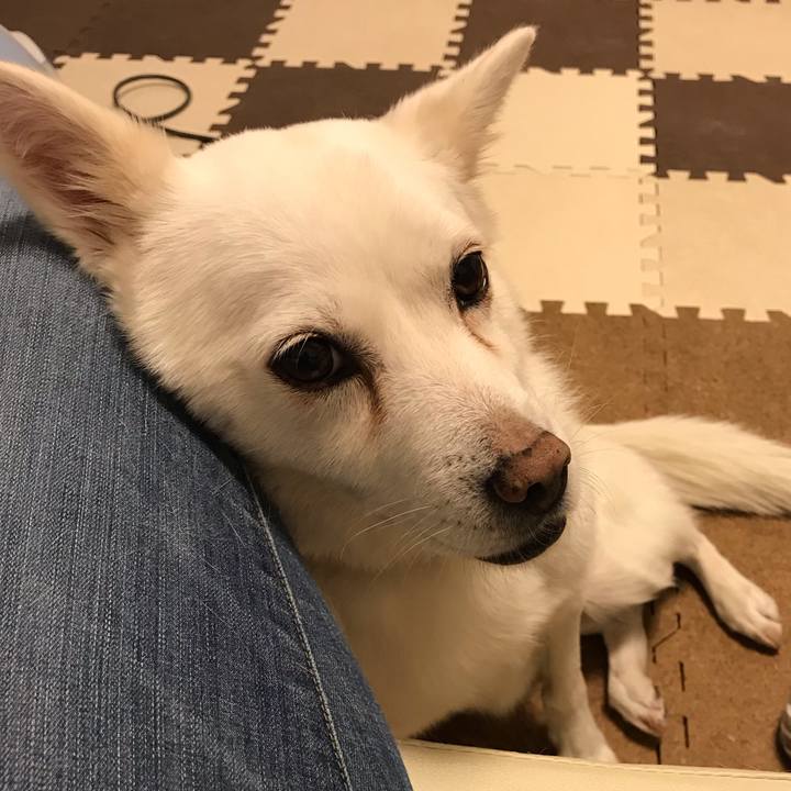 6d0413ac 4a66 4a5e a771 e5cdb22e8eb6 1543660076968