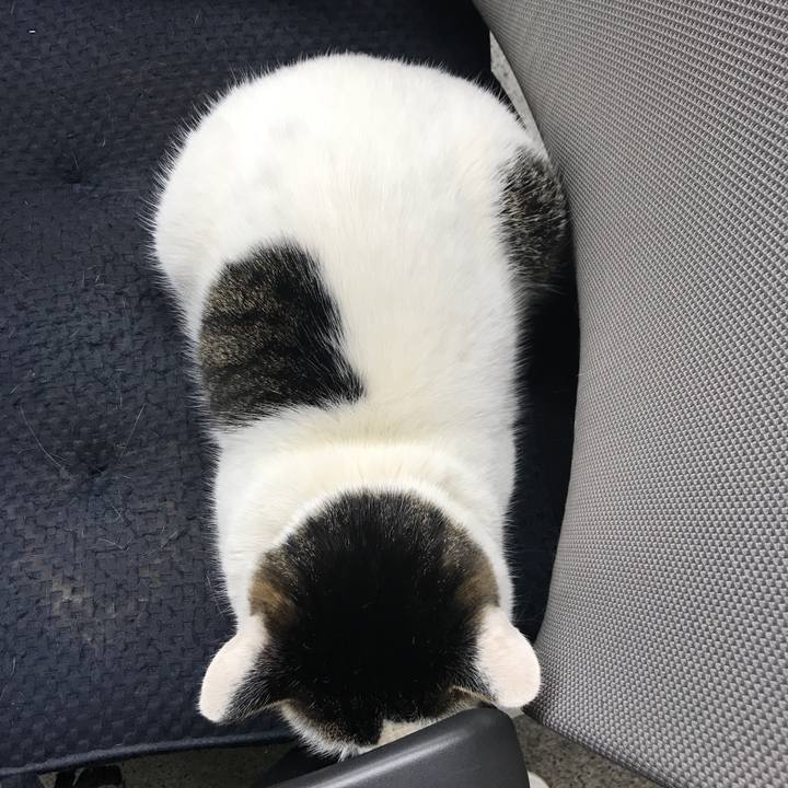 6d0462ca f98d 4d99 8f50 9811820d6204 1548063144253