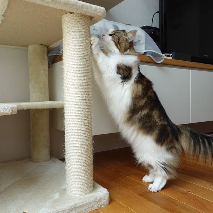 6d05e9d2 e611 4a26 9b67 4403beb519e8 1596888658404