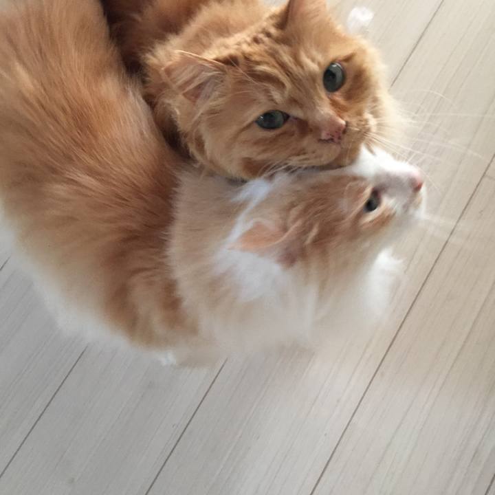 6d05f922 bb42 4926 86cb ce9c731abf90 1525646390746