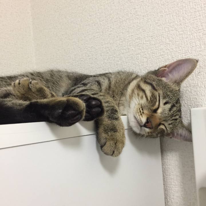 6d06195e d4b5 435e af9d bfd0664f4133 1508163586119